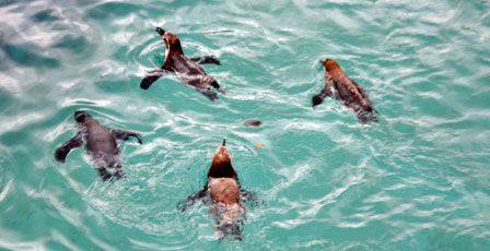 They’re Back! Penguins Make A Welcome Return