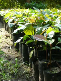 UFP Tree Seedlings