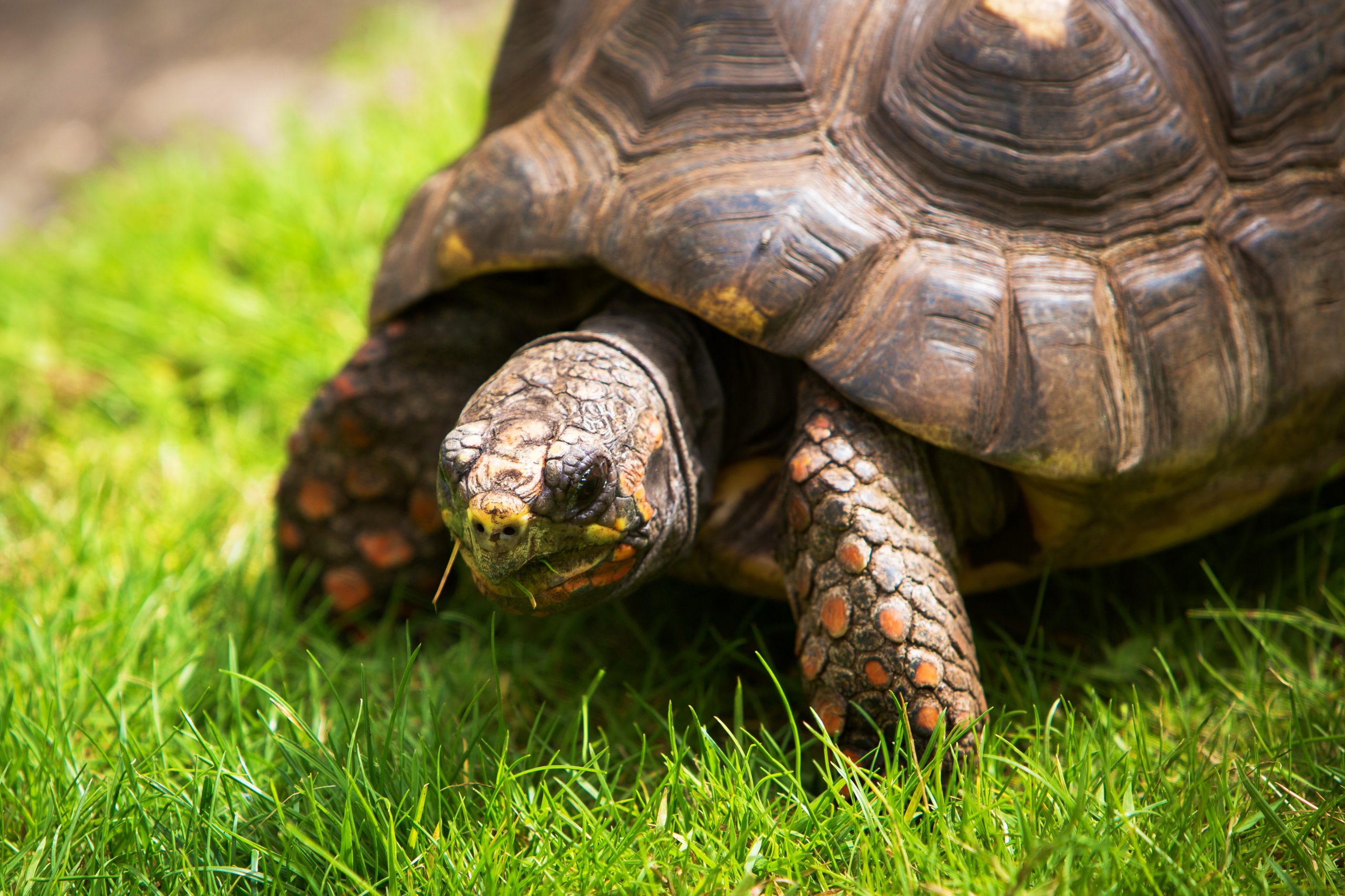 Red-Footed-tortoise5 - Flamingo Land Resort