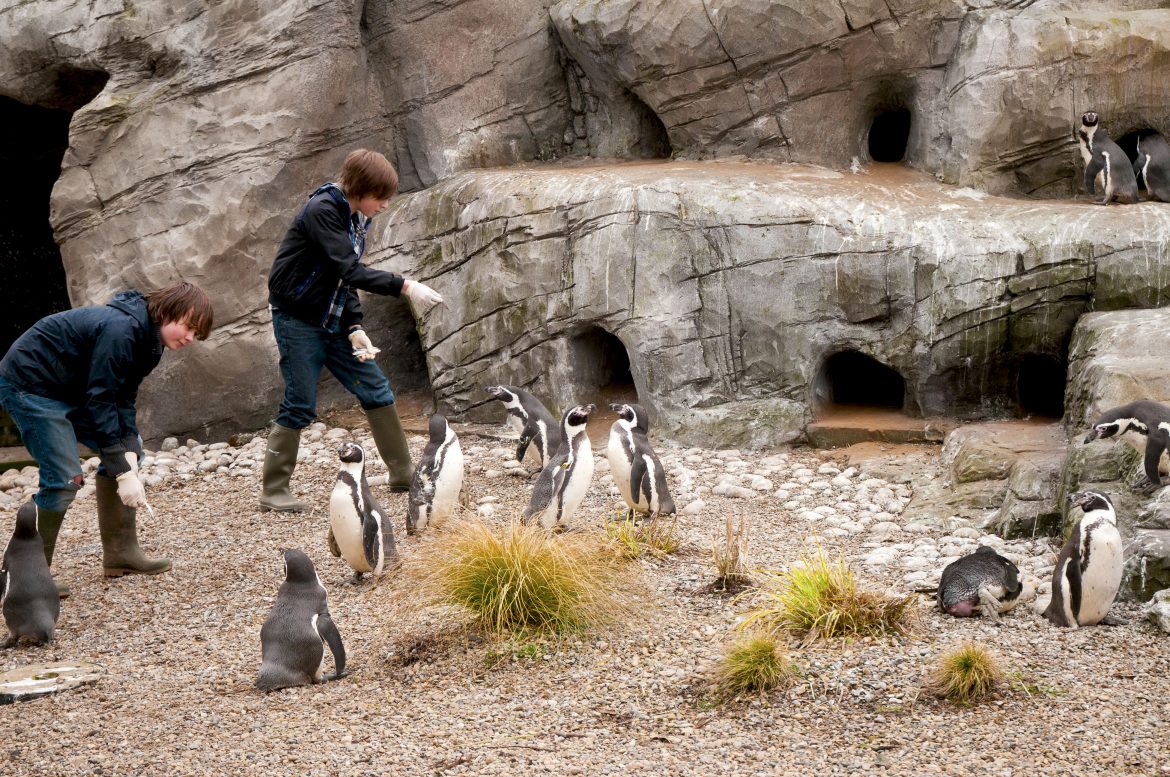 Penguin Encounter Flamingo Land Resort