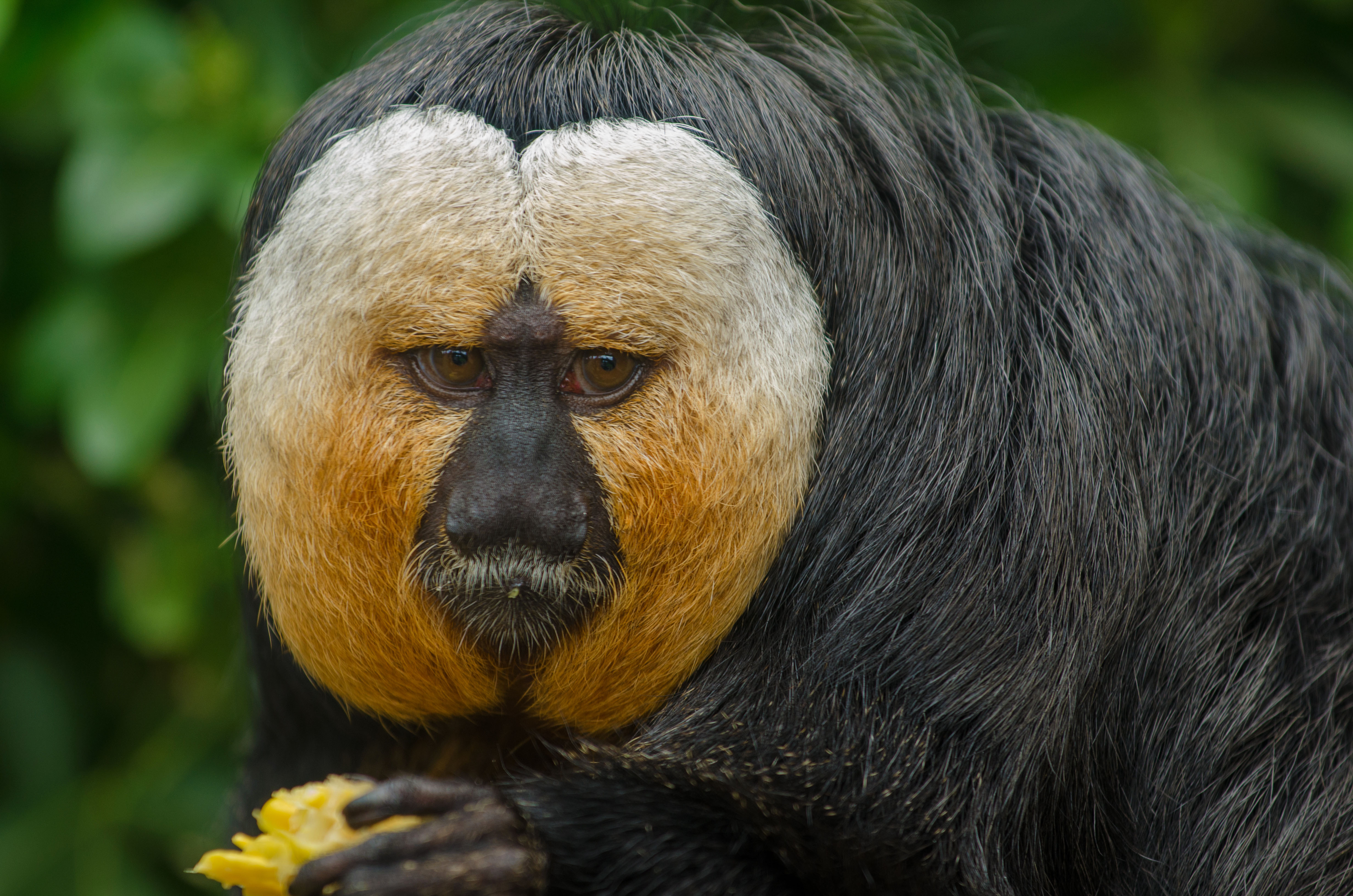 White Faced Saki Monkey  Flamingo Land Resort