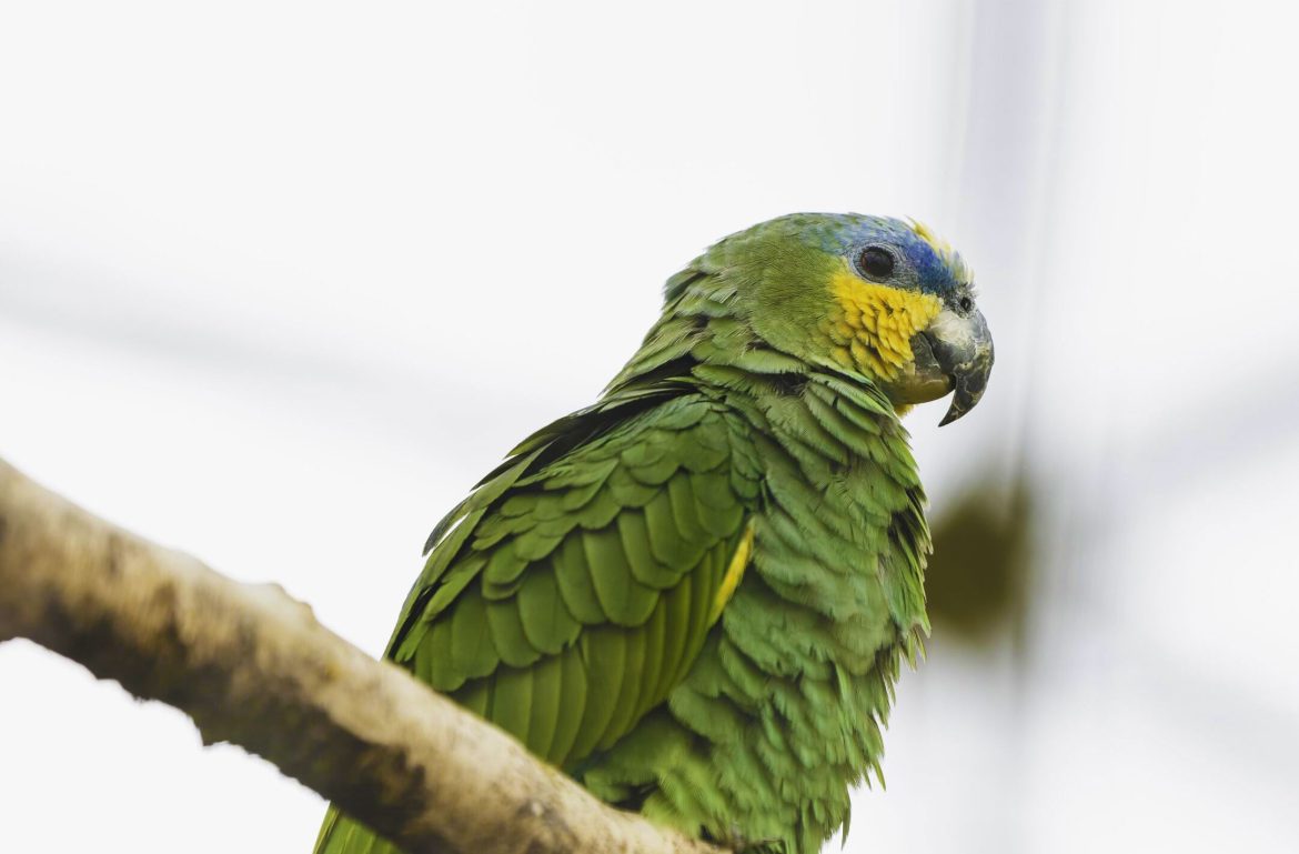 orange winged parrot