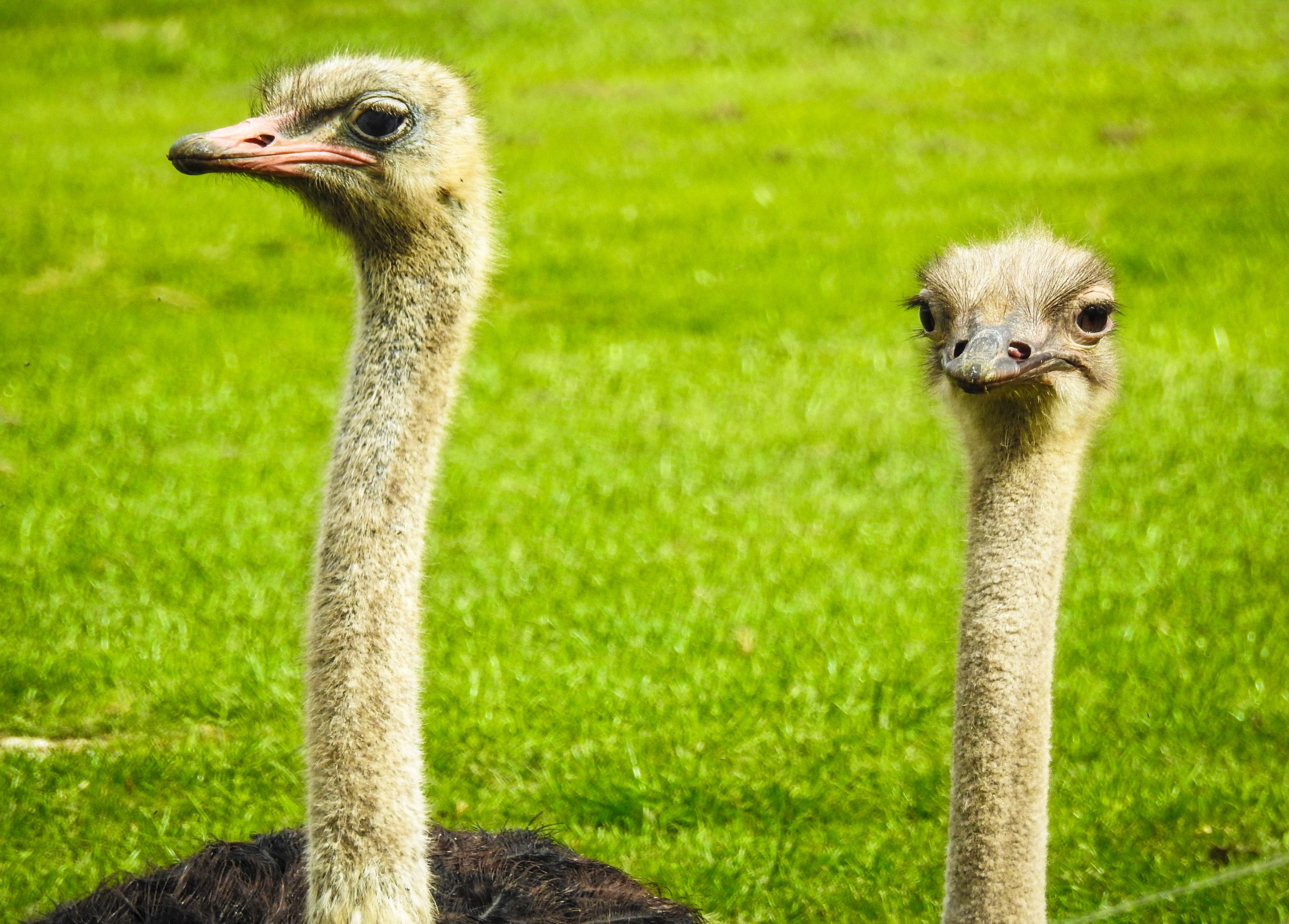 Ostrich Flamingo Land Resort