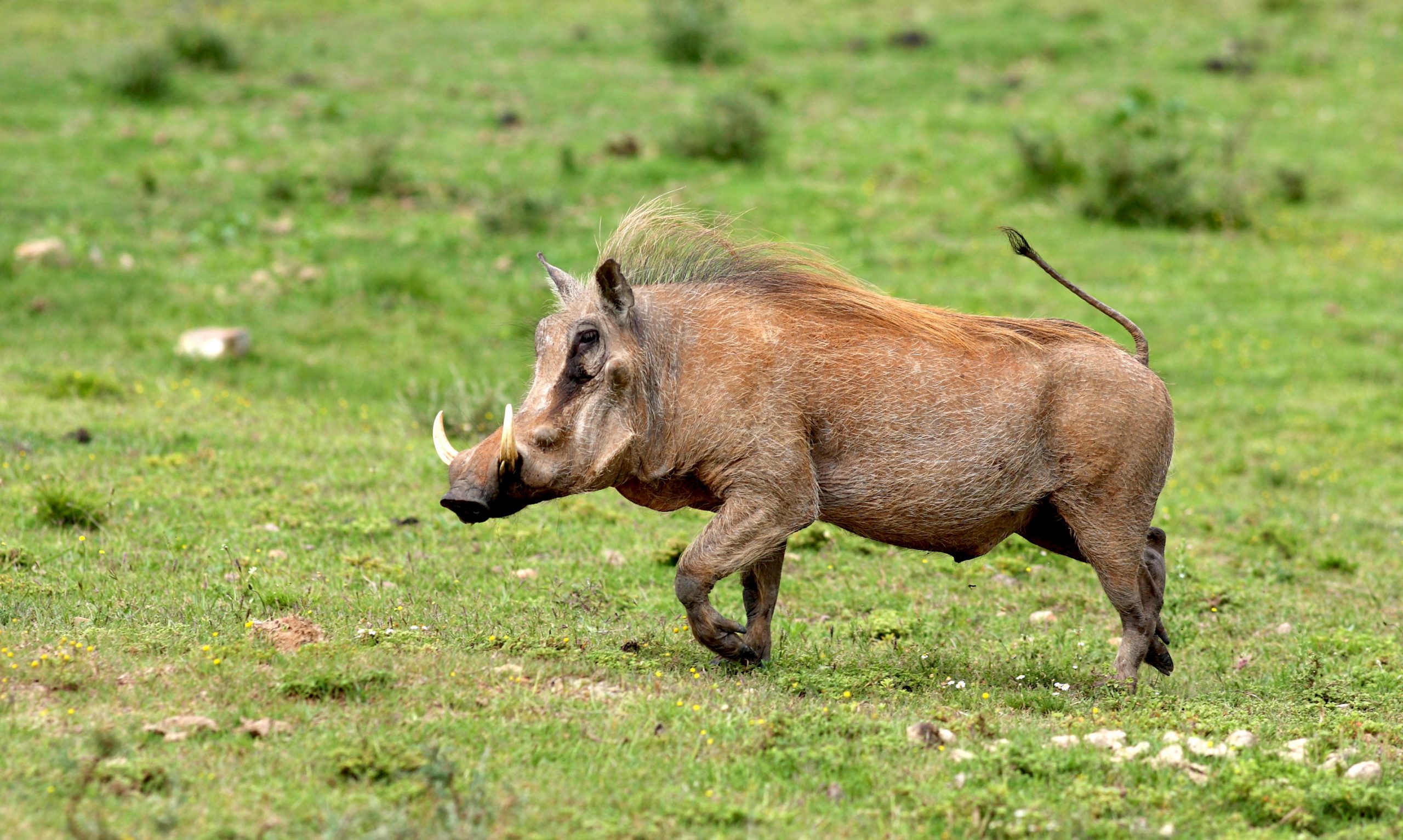 A big male warthog / wild pig running with his tail up in this p ...