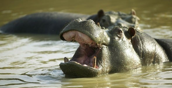 hippo.jpg - Flamingo Land Resort