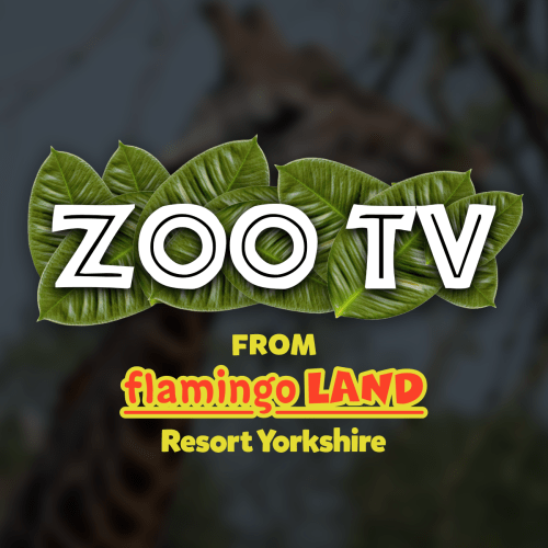 FAQ's - Flamingo Land Resort