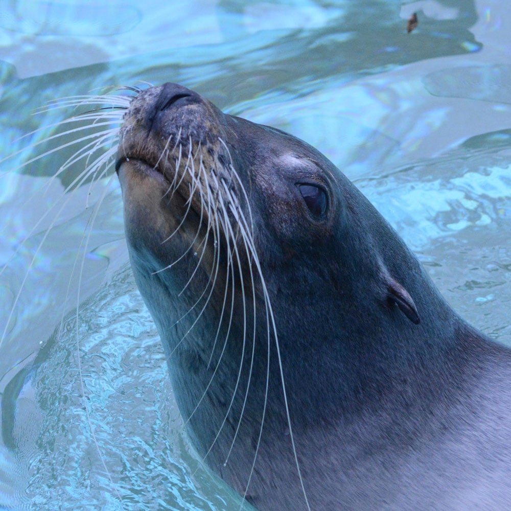 Sea Lion Show - Flamingo Land Resort