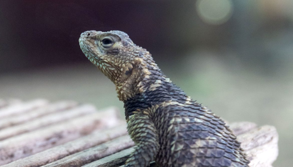 blue spiny lizard featured