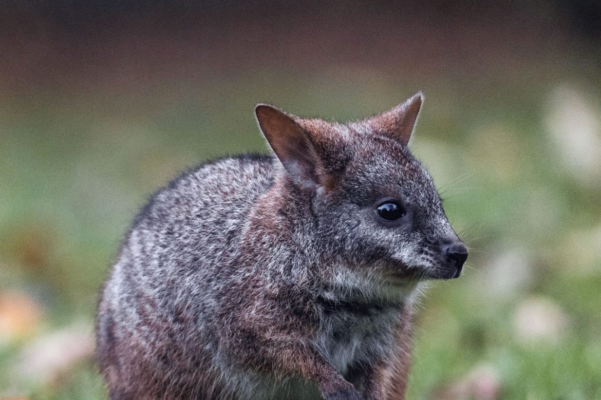 parma wallaby