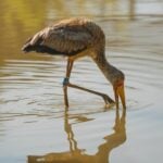 Yellow Billed Stork Drinking