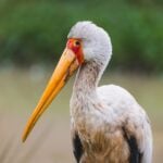 Yellow Billed Stork