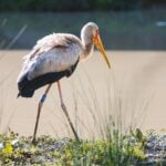 Yellow Billed Stork