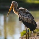 Yellow Billed Stork