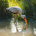 Yellow Billed Stork