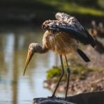 Yellow Billed Stork