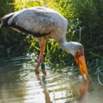 Yellow Billed Stork Drinking