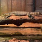 Asian Water Monitor Lizard